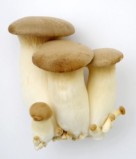 elingi-mushroom-diet2
