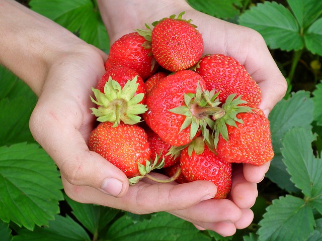 strawberry-diet6