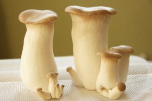 elingi-mushroom-diet1